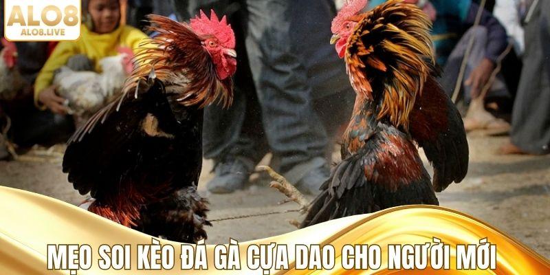 Mẹo soi kèo đá gà cựa dao cho người mới